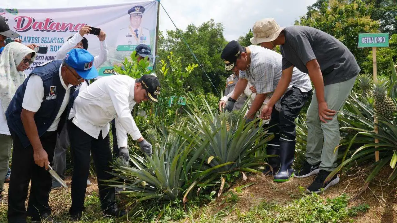 Tanam Sekaligus Panen Nanas di Barru, Pj Gubernur Sulsel Dorong Produksi Hingga 1.000 Hektare