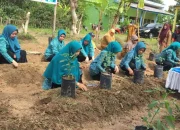 Semarakkan HKG ke-52: TP PKK Gowa Tanam 150 Bibit Cabai, Upaya Menekan Laju Inflasi