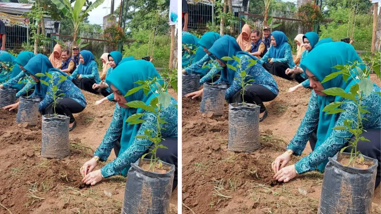 Semarakkan HKG ke-52: TP PKK Gowa Tanam 150 Bibit Cabai, Upaya Menekan Laju Inflasi