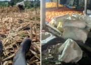 Antisipasi Anjloknya Harga, Pj Bupati Junaedi Tegaskan Pantau Harga Jagung di Jeneponto