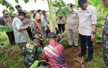 Ditanam Saat Kemarau, Pisang Cavendish di Tamarunang Gowa Dipanen 4 Bulan Lagi