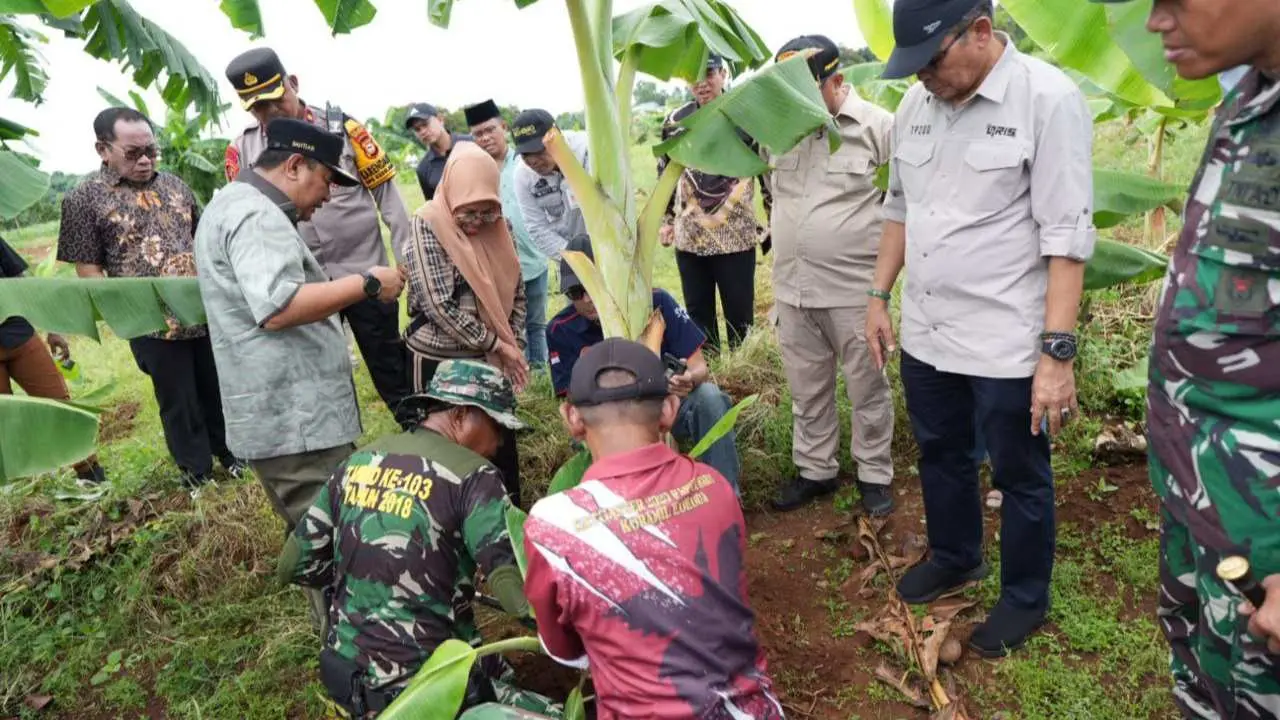 Ditanam Saat Kemarau, Pisang Cavendish di Tamarunang Gowa Dipanen 4 Bulan Lagi