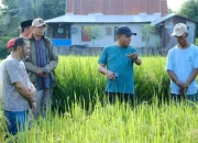 Pj Bupati Jeneponto: Petani Terus Lakukan Terobosan dan Inovasi Teknologi Pertanian untuk Tingkatkan Kualitas Padi