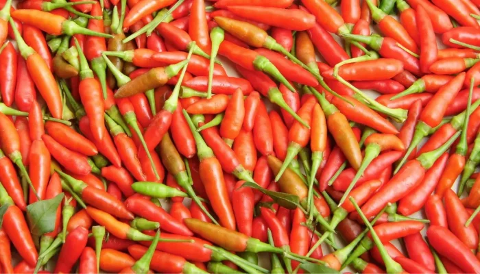 Upaya Tekan Harga Cabe, Pj Bupati Kumpulkan Pengepul & Petani Cabe se-Kabupaten Takalar