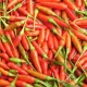 Harga Cabe