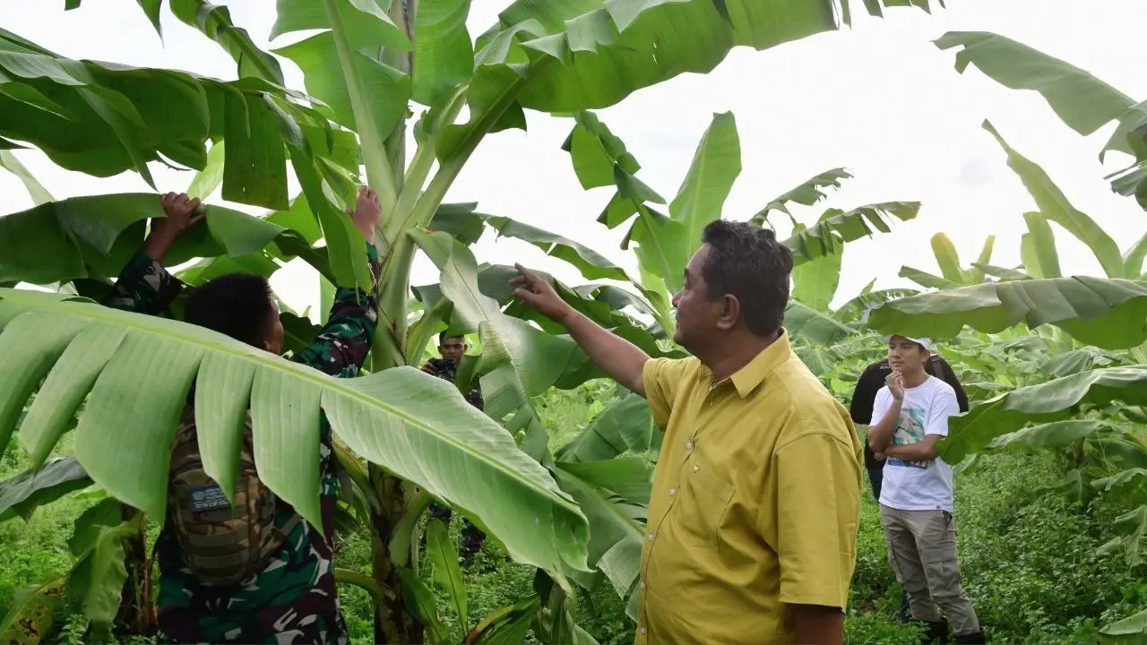 Pisang Cavendish yang Ditanam Warga di Dua Kabupaten Telah Berbuah