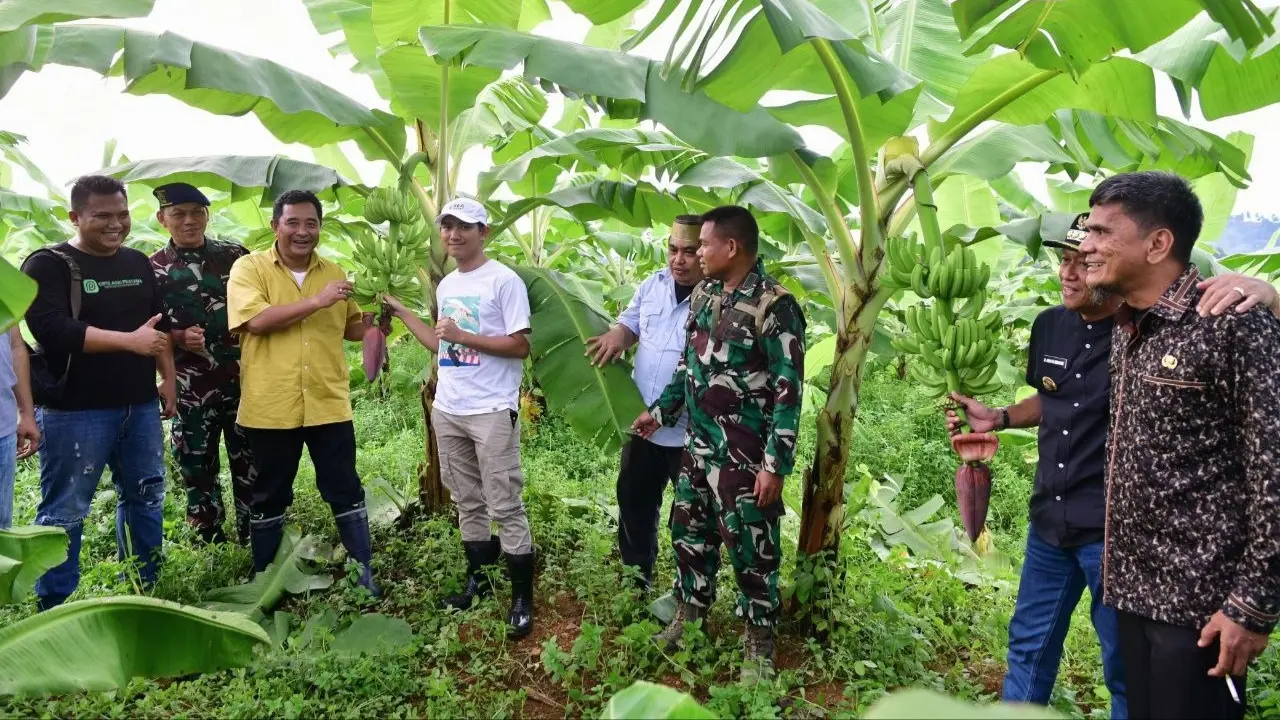 Pisang Cavendish yang Ditanam Warga di Dua Kabupaten Telah Berbuah