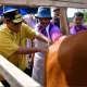 Inovasi Peternakan di Cina Bone, Inseminasi Buatan Dikuatkan dengan Ketersediaan Pakan