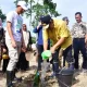 Berhasil di Salah Satu Dusun, Penanaman Sukun di Desa Kanco Kabupaten Bone Diperluas