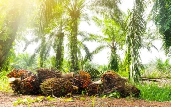 Dirut PT SCI, Machmud Achmad Sebut di Sulsel ada 100 Ribu Ha Potensi Lahan Bisa Tanami Sawit 8 Kelapa sawit