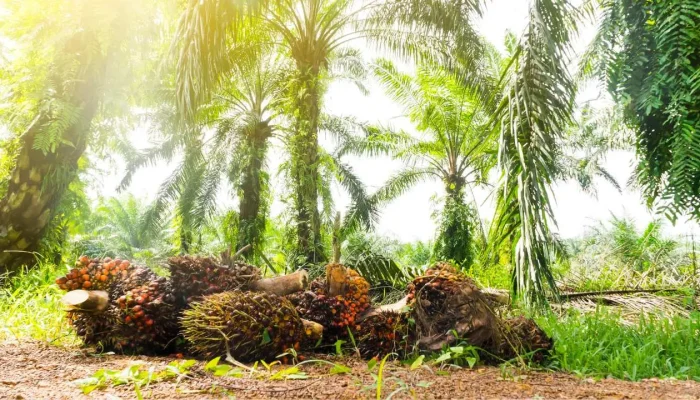 Dirut PT SCI, Machmud Achmad Sebut di Sulsel ada 100 Ribu Ha Potensi Lahan Bisa Tanami Sawit