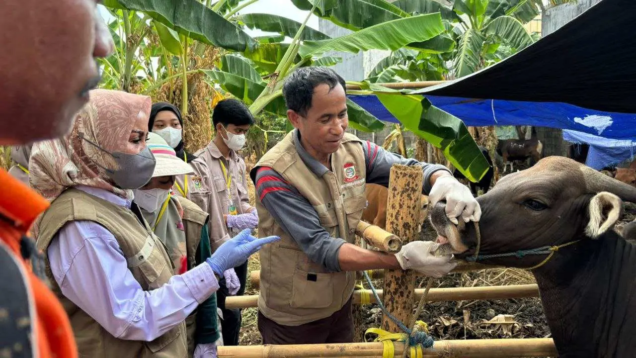 DP2 Makassar Gencar Lakukan Pemeriksaan Hewan Kurban Jelang Iduladha 1445H