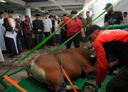 Pj Gubernur Zudan Saksikan Pemotongan Hewan Kurban di Masjid Kubah 99 Asmaul Husna