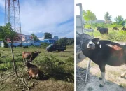 Hari Raya Iduladha 1445H, Jajaran Polres Jeneponto Potong Sapi Qurban 50 Ekor Sapi