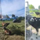 Hari Raya Iduladha 1445H, Jajaran Polres Jeneponto Potong Sapi Qurban 50 Ekor Sapi