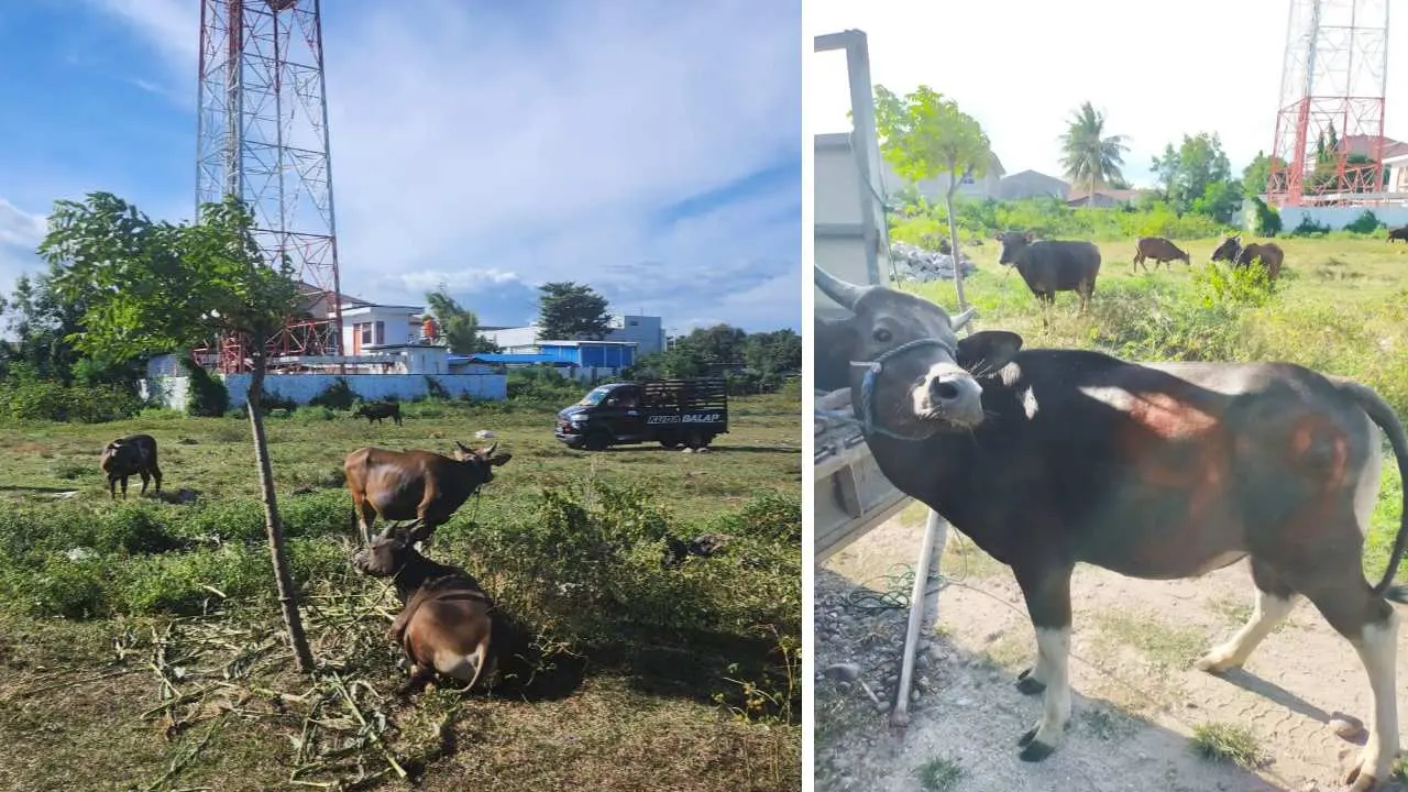 Hari Raya Iduladha 1445H, Jajaran Polres Jeneponto Potong Sapi Qurban 50 Ekor Sapi