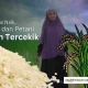 HET Beras Naik, Rakyat dan Petani Makin Tercekik