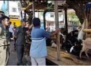 Satpol PP Makassar Tertibkan PK5 dan Pedagang Hewan Kurban yang Gunakan Bahu Jalan