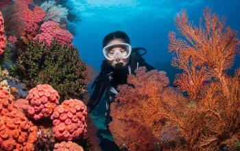 Jelajahi “Surga Tersembunyi” di Indonesia Timur dengan Rute Baru Transnusa 6 Jelajahi “Surga Tersembunyi” di Indonesia Timur dengan Rute Baru Transnusa