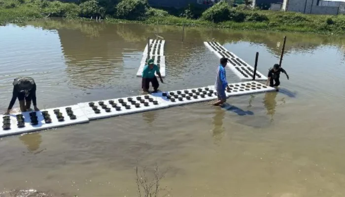 Inovasi Padi Apung Mahasiswa Unhas untuk Ketahanan Pangan di Desa Moncongloe, Maros