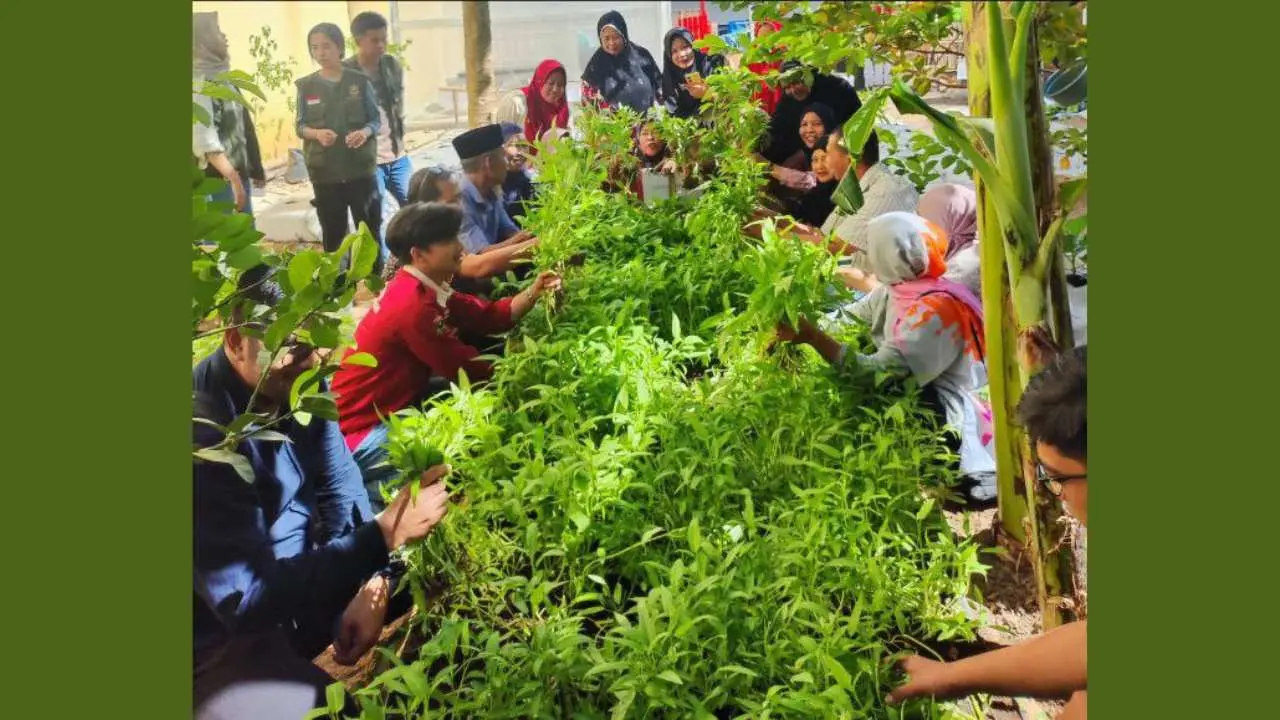 Terapkan Pertanian Modern di Perkotaan, Mahatani Unhas Panen Sayur Bersama Masyarakat