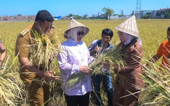 Ketua TP PKK & Kadis DP2 Makassar, Evy hadiri Acara Musyawarah Tani Abbulo Sibatang 6 Ketua TP PKK & Kadis DP2 Makassar, Evy hadiri Acara Musyawarah Tani Abbulo Sibatang