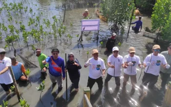 Kreditplus Kembali Tanam 5.654 Bibit Mangrove di Makassar 11 Kreditplus Kembali Tanam 5.654 Bibit Mangrove di Makassar