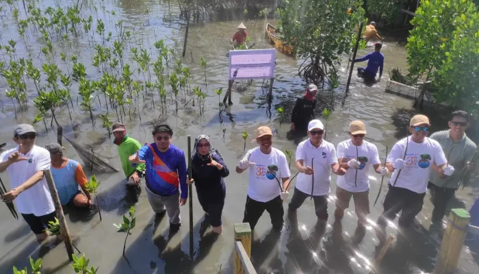 Kreditplus Kembali Tanam 5.654 Bibit Mangrove di Makassar
