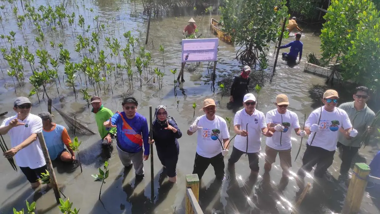 Kreditplus Kembali Tanam 5.654 Bibit Mangrove di Makassar