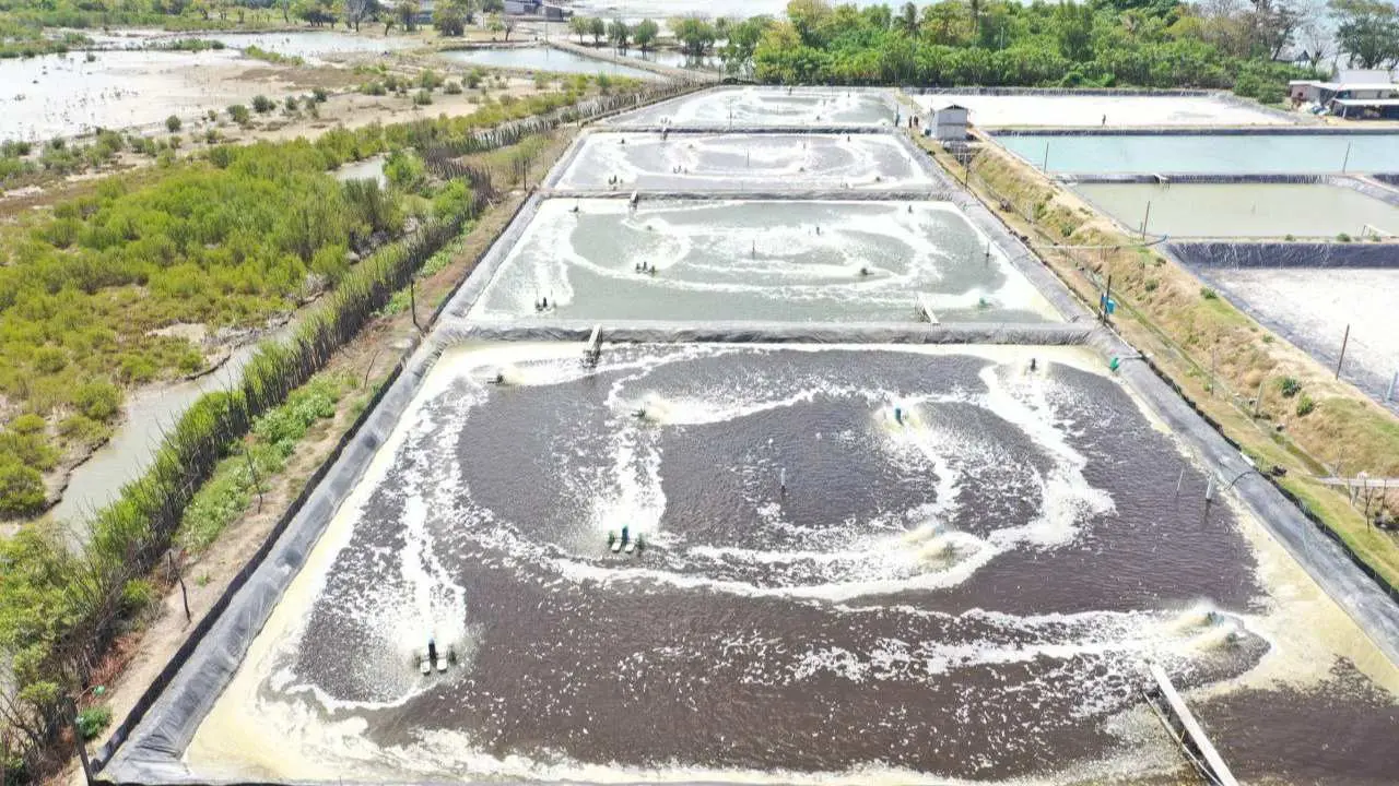 Tambak Udang di Sulsel Hemat Belasan Juta per Bulan Berkat Listrik Hijau PLN