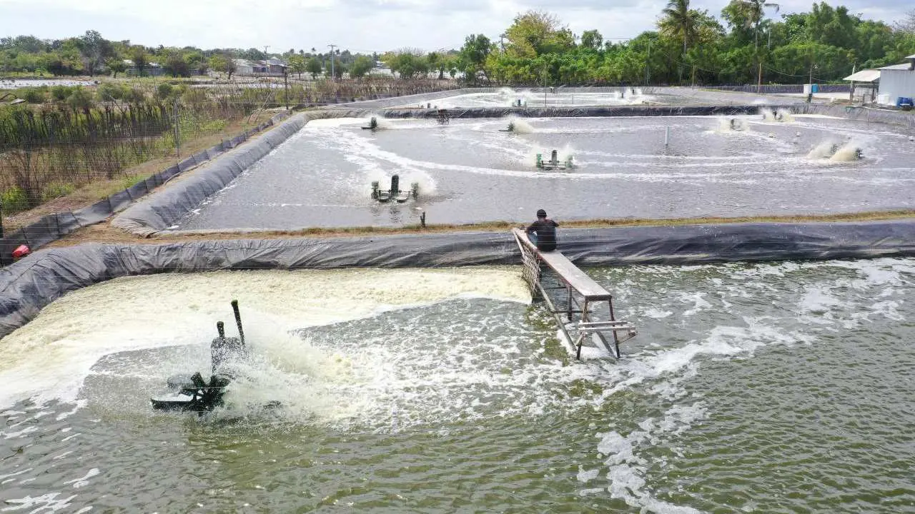 Tambak Udang di Sulsel Hemat Belasan Juta per Bulan Berkat Listrik Hijau PLN