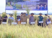 Bupati MYL Panen Raya Padi Musim Tanam II Daerah Irigasi Tabo-tabo