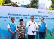Ubah Lahan Kritis Jadi Hijau dan Produktif, PLN Kembangkan Ekosistem Biomassa Berbasis Pertanian Terpadu