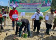 Kepala BPSI Serealia Ikuti Tanam Bersama Poktan di Program Penambahan Areal Tanam