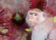 Apakah Cacar Monyet akan menjadi Pandemi Global Selanjutnya?