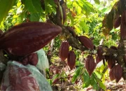 Jaga Produktifitas Komiditi Ekspor Andalan Sulsel, TPH-Bun Bagi Bibit Kakao