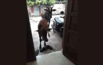 Satpol PP Makassar Evakuasi Ternak Masuk Ke Rumah Warga