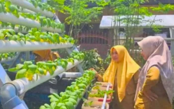DP2 Makassar Monitoring Perkembangan Budidaya Ikan Lele Sistem Aquaponik di KWT Azalea 3 DP2 Makassar Monitoring Perkembangan Budidaya Ikan Lele Sistem Aquaponik di KWT Azalea