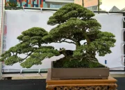 Dinas TPH-Bun Sulsel Pameran “Ewako Bonsai 2024” di Makassar, Kadis: 404 Pohon Bersaing dalam Kontes