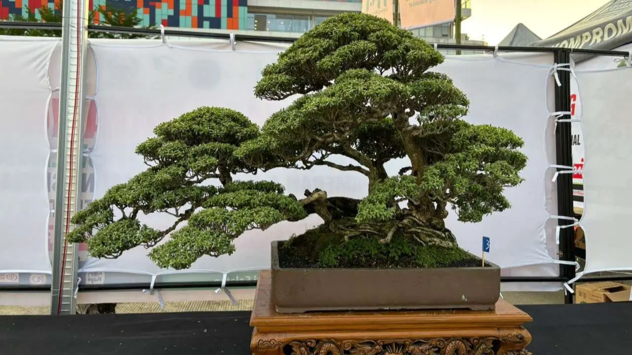 Dinas TPH-Bun Sulsel Pameran “Ewako Bonsai 2024” di Makassar, Kadis: 404 Pohon Bersaing dalam Kontes