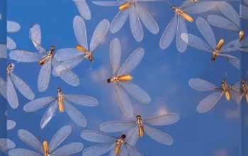 Cara Efektif Mengusir Laron Saat Memasuki Musim Hujan