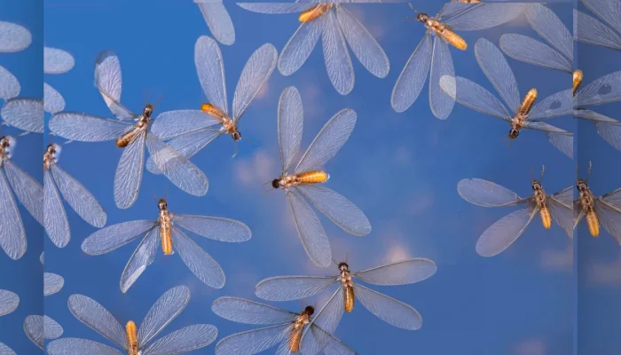 Cara Efektif Mengusir Laron Saat Memasuki Musim Hujan