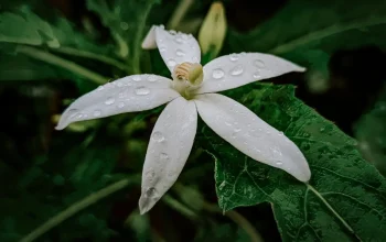 Menguak Khasiat Daun Ki Tolod: Ramuan Alami dengan Segudang Manfaat