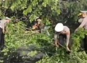 Polrestabes Makassar & Dinas Kebersihan Evakuasi Pohon Tumbang di Perempatan Flyover