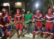 Tim Damkarmat Makassar Evakuasi Ular Sepanjang 5 Meter di Perumahan BTP