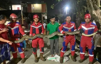 Tim Damkarmat Makassar Evakuasi Ular Sepanjang 5 Meter di Perumahan BTP