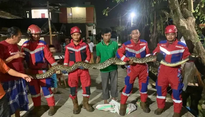 Tim Damkarmat Makassar Evakuasi Ular Sepanjang 5 Meter di Perumahan BTP