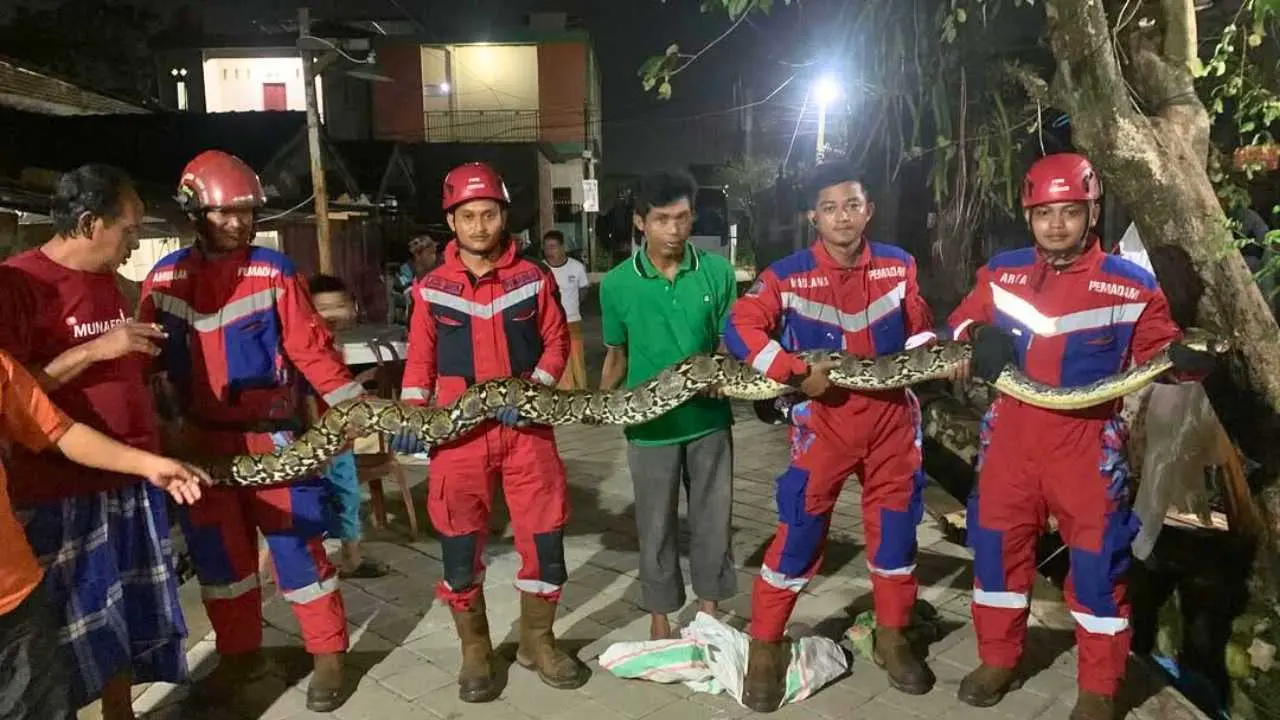 Tim Damkarmat Makassar Evakuasi Ular Sepanjang 5 Meter di Perumahan BTP