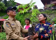Hijaukan Bumi, Sulsel Tanam 12,5 Juta Pohon untuk Jaga Keseimbangan Ekosistem