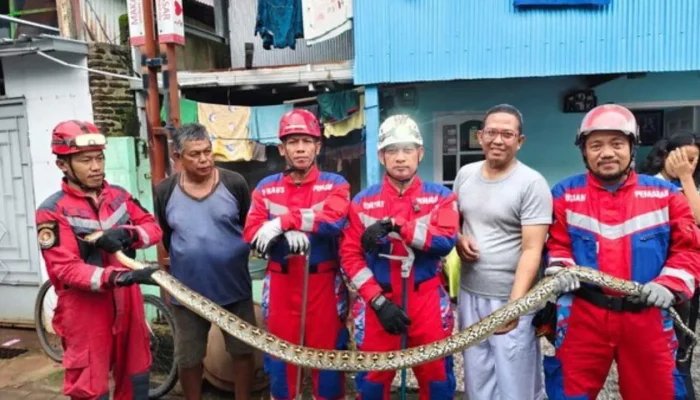 Petugas Damkarmat Makassar Evakuasi Ular Piton 4 Meter dari Rumah Warga Tallo